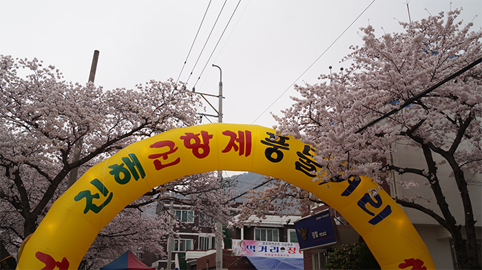 170321_cherry blossom4_in.jpg